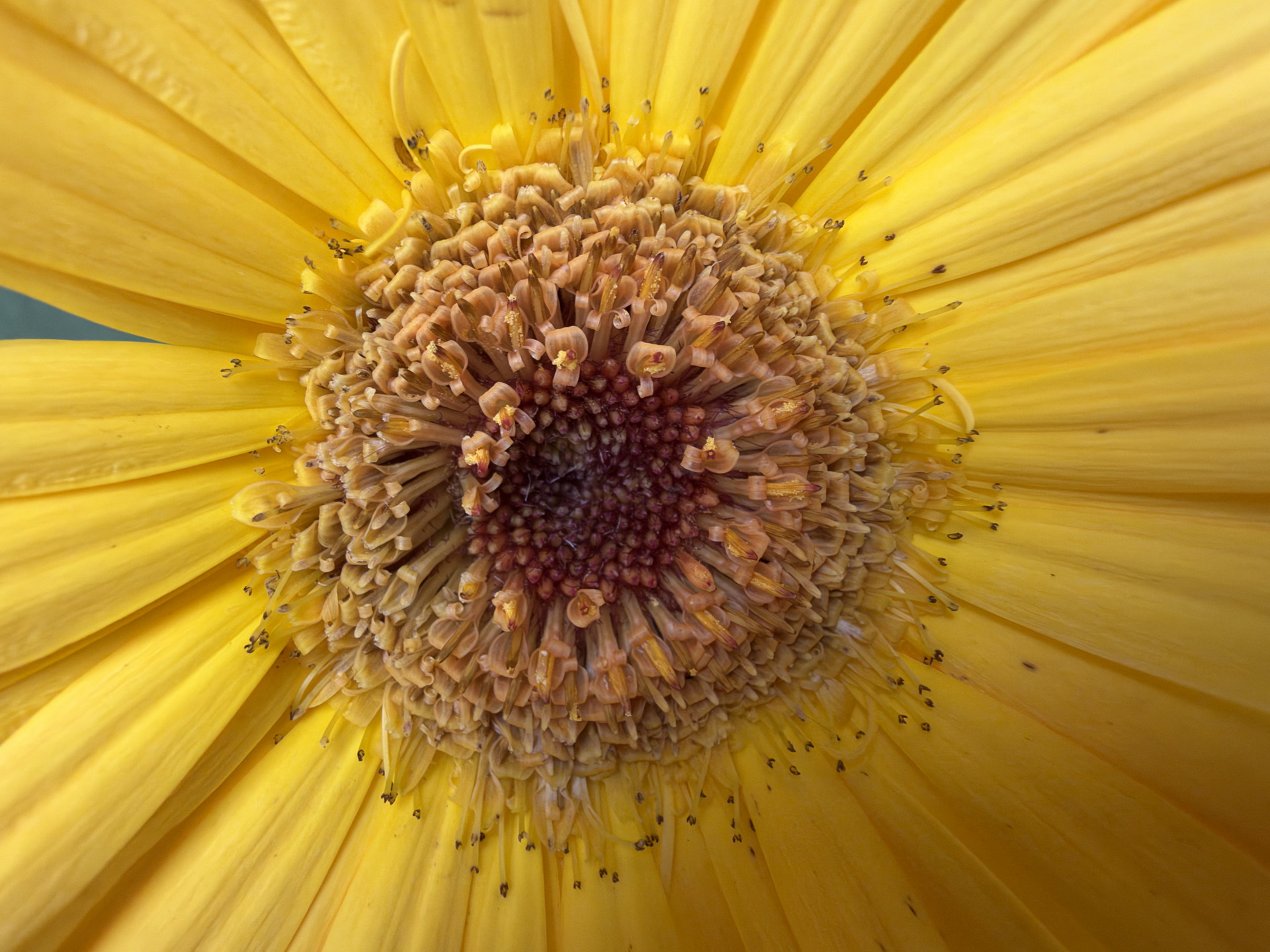 Close-up de un girasol amarillo mostrando detalles de sus pétalos y centro.