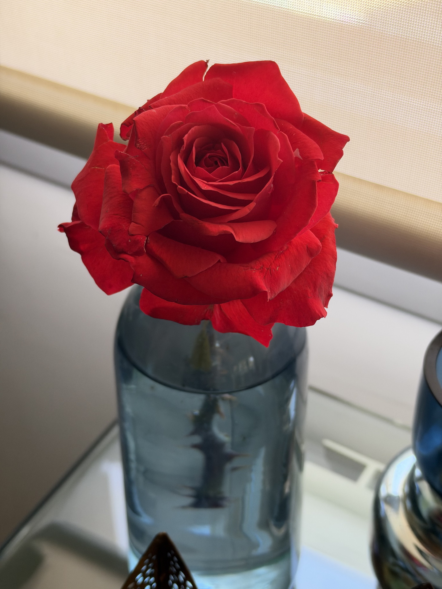 Rosa roja en jarrón de vidrio transparente sobre una mesa, iluminada por luz natural desde una ventana cercana.