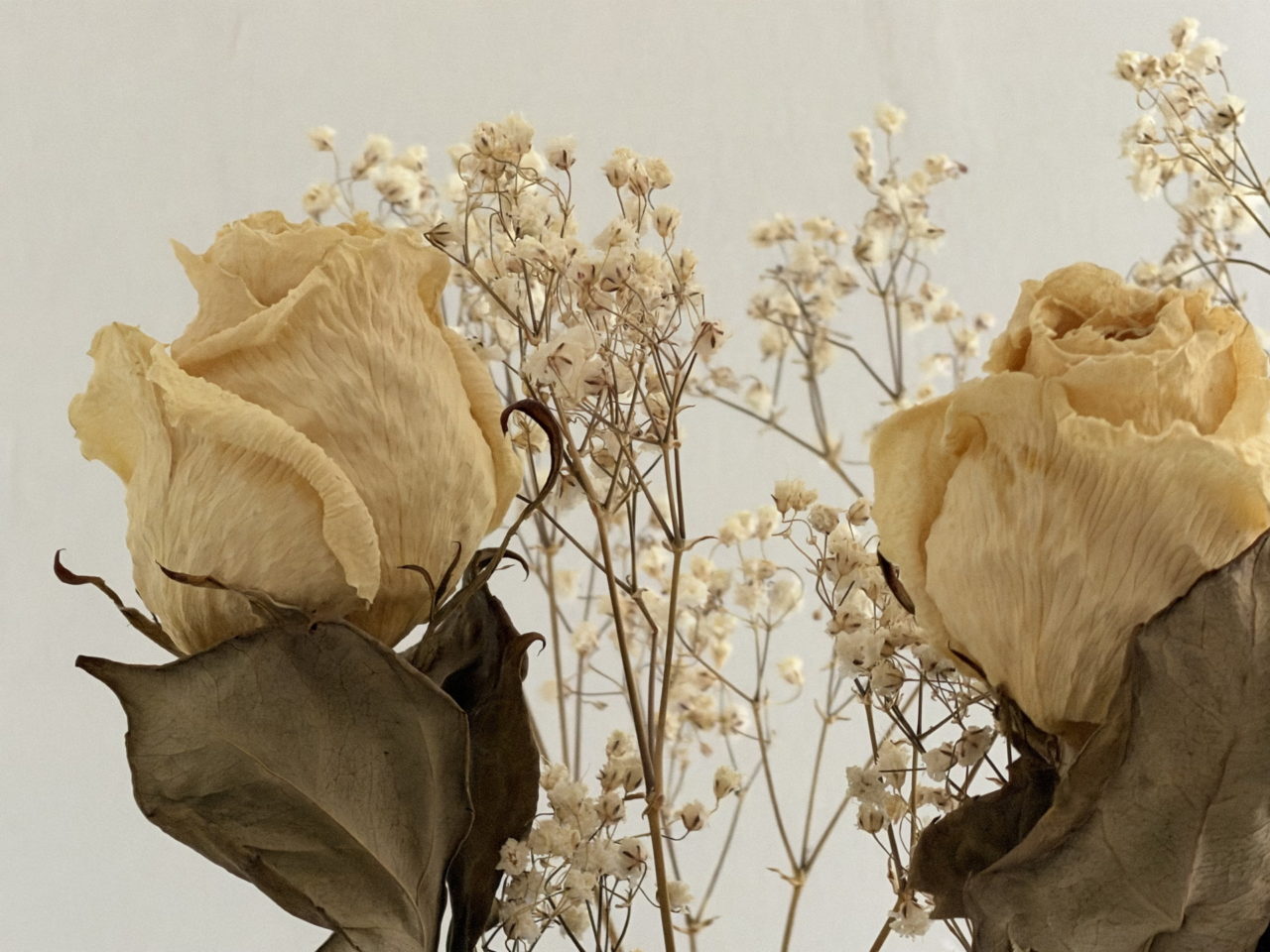 Rosas secas beige y flores blancas, arregladas artísticamente en un fondo claro, realzando su belleza nostálgica.