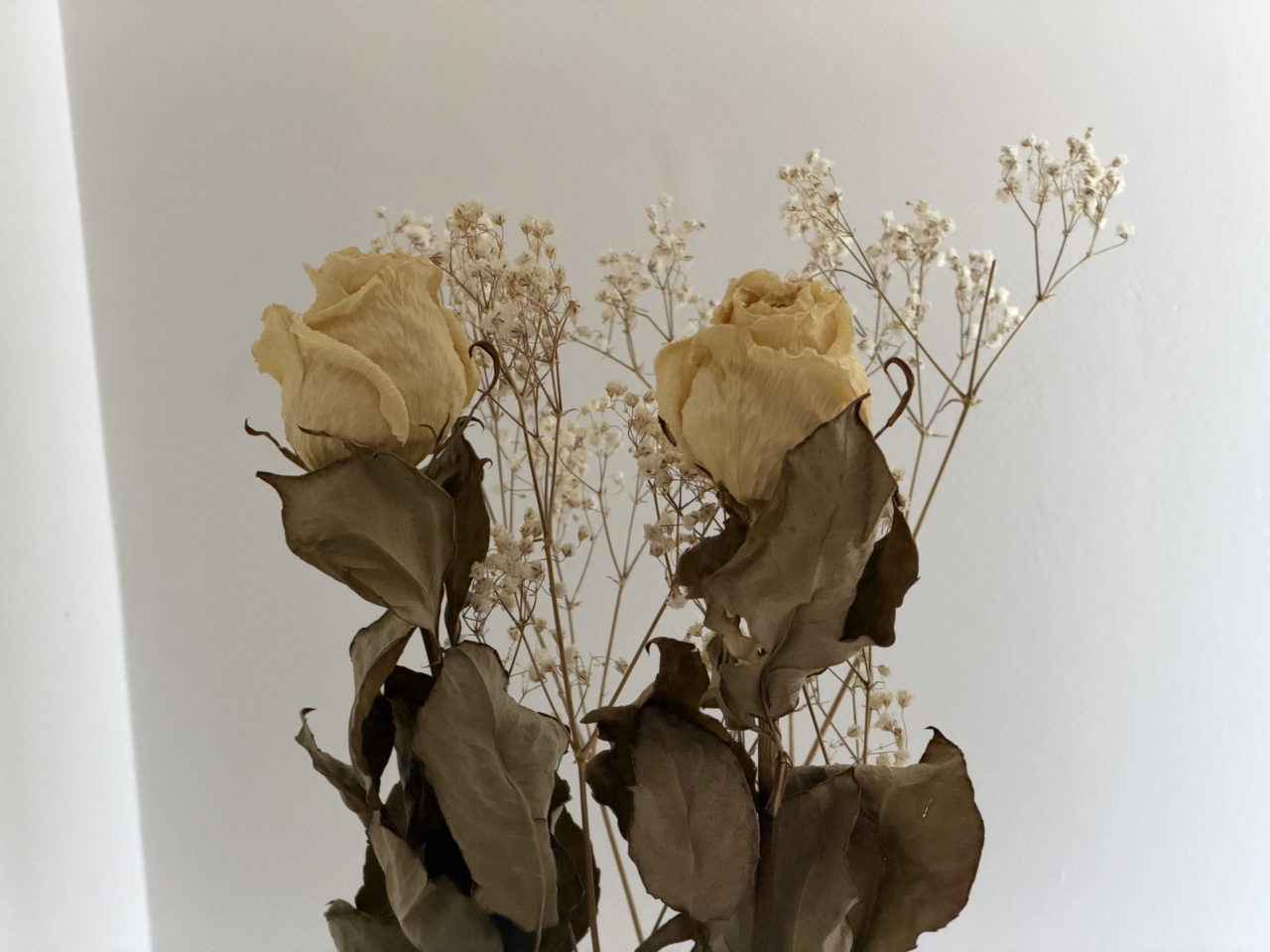 Rosas secas amarillas con flores blancas pequeñas sobre fondo blanco, simbolizando nostalgia y belleza efímera.