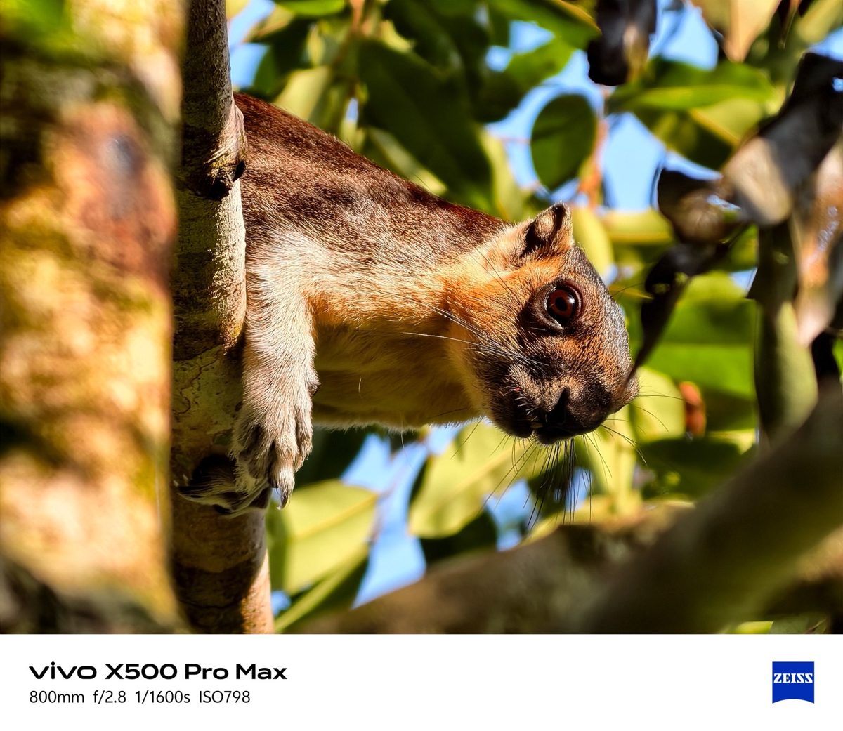 Fotografía de fauna a 800 mm con el vivo X500 Pro Max